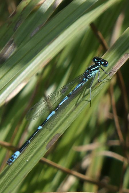 Coenagrion pulchellum  - Fausto Leandri