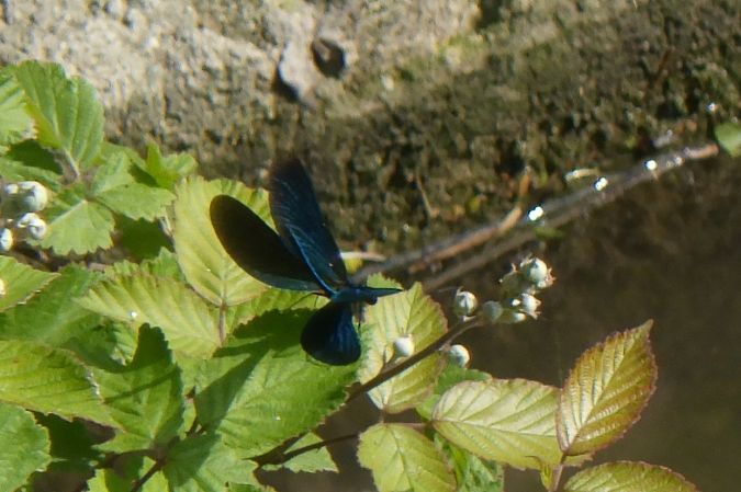 Calopteryx virgo  - Fausto Leandri