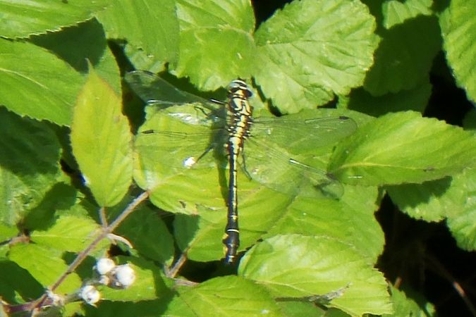 Gomphus vulgatissimus  - Fausto Leandri
