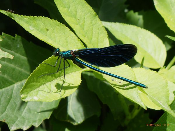 Calopteryx virgo  - Fausto Leandri
