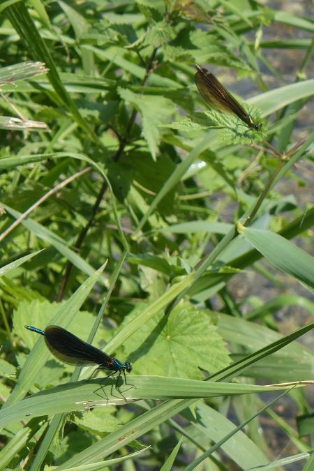 Calopteryx virgo  - Fausto Leandri
