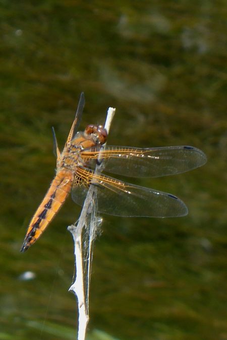 Libellula fulva  - Fausto Leandri