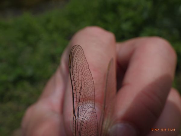Orthetrum brunneum  - Fausto Leandri