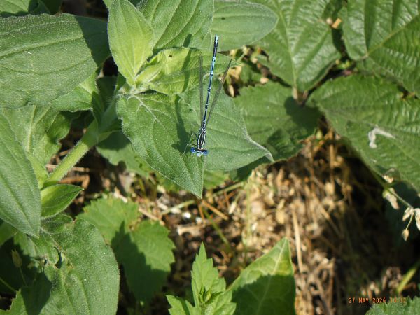 Platycnemis pennipes  - Fausto Leandri