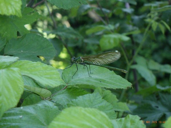 Calopteryx splendens  - Fausto Leandri