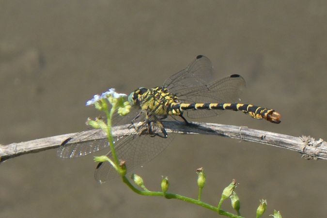 Onychogomphus forcipatus  - Fausto Leandri