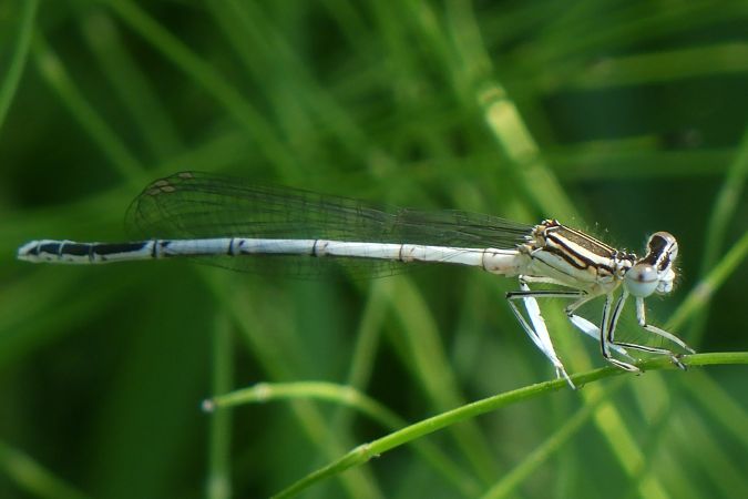 Platycnemis pennipes  - Fausto Leandri