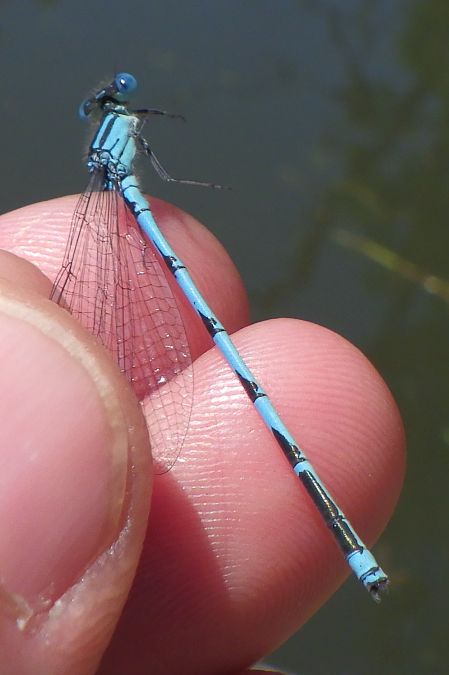 Erythromma lindenii  - Fausto Leandri