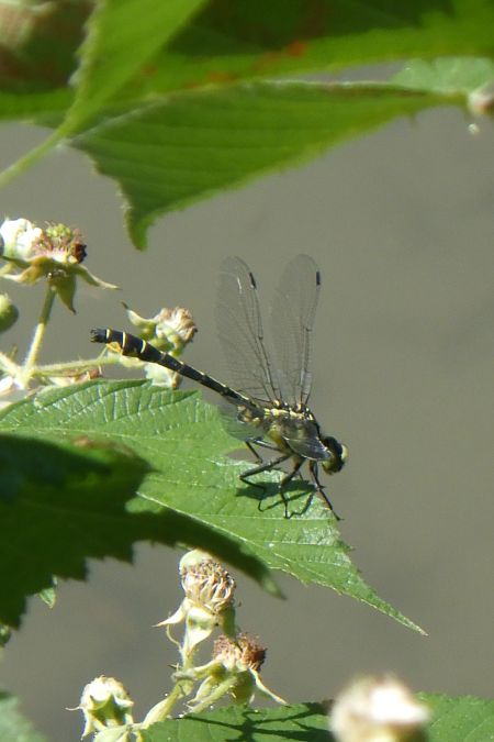 Gomphus vulgatissimus  - Fausto Leandri