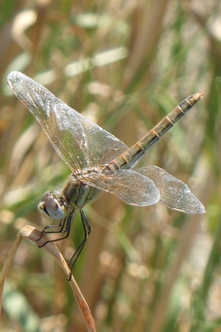 Sympetrum fonscolombei  - Fausto Leandri