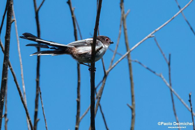 Long-tailed Tit  - Paolo Deimichei