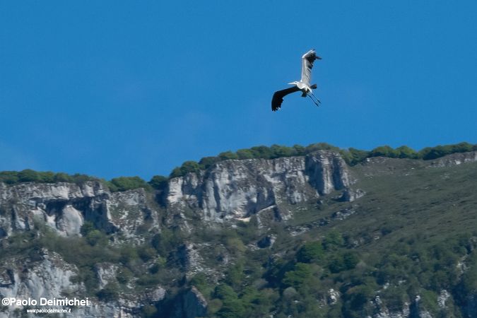 Airone cenerino  - Paolo Deimichei