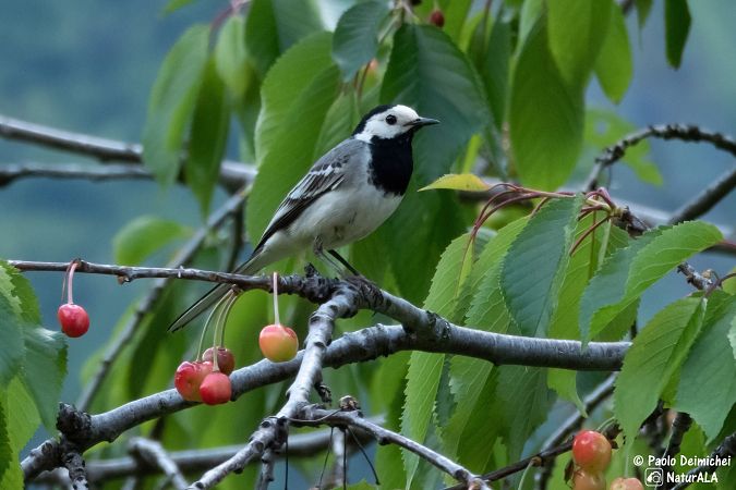 White Wagtail  - Paolo Deimichei