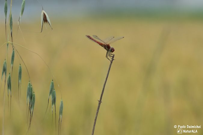 Sympetrum fonscolombei  - Paolo Deimichei