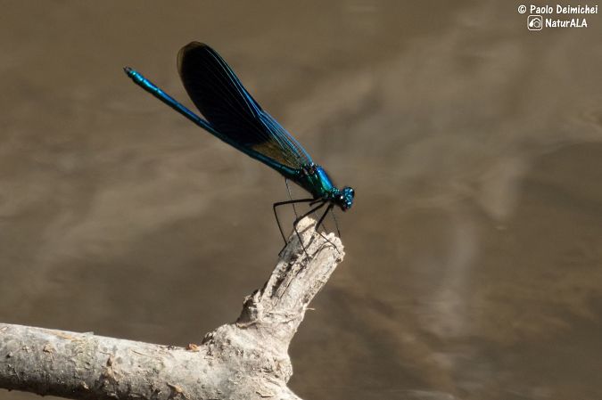 Calopteryx splendens  - Paolo Deimichei