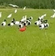 Ibis scarlatto  - Anonimo