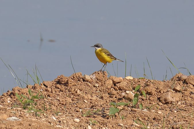 Cutrettola capocenerino (ssp. cinereocapilla)  - Fabio Moretto