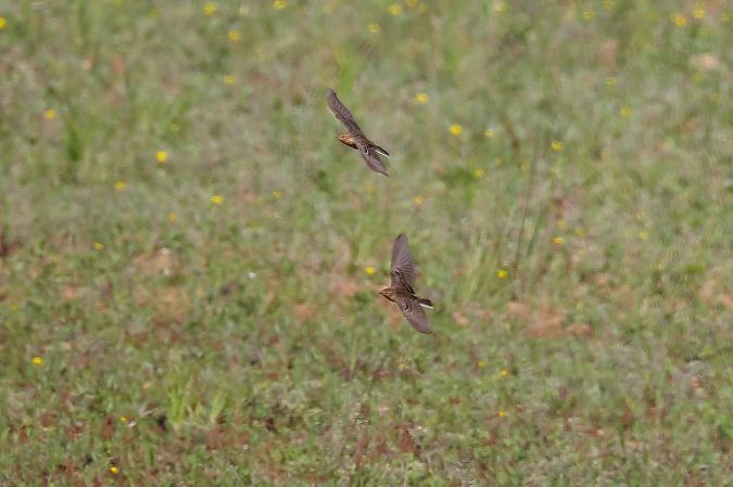 Pipit à gorge rousse  - Fabio Moretto