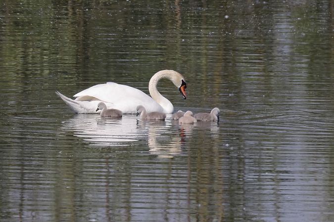 Cigno reale  - Fabio Moretto