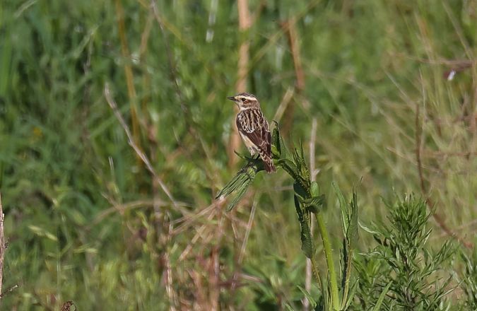 Whinchat  - Fabio Moretto