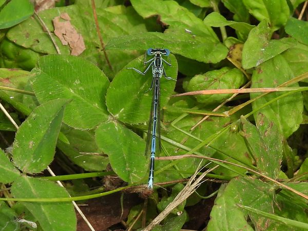 Platycnemis pennipes  - Stefano Boccardi