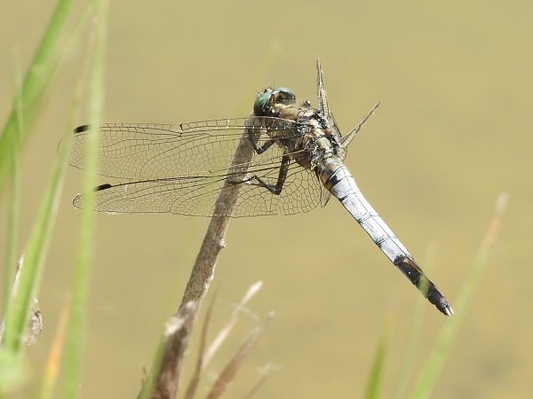 Orthetrum albistylum  - Stefano Boccardi