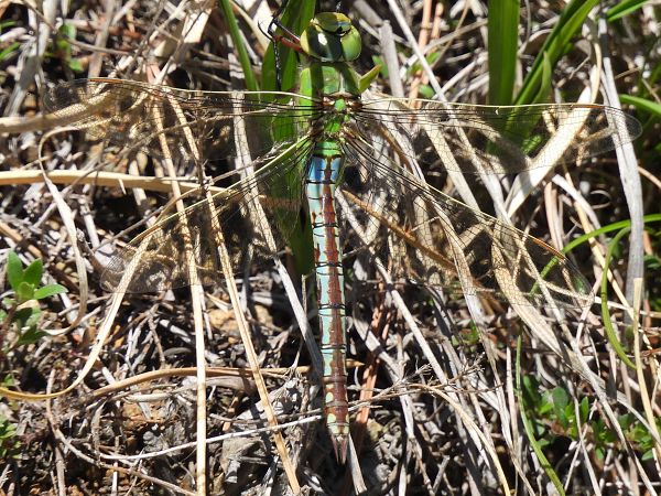Anax imperator  - Stefano Boccardi