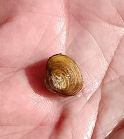 Corbicula fluminalis  - Gianpaolo Corti