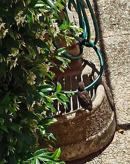 Amsel  - Monica Artale