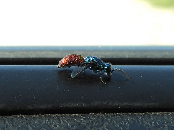 Chrysididae sp.  - Massimo Tassinari