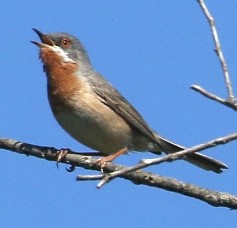 Sterpazzolina meridionale  - Vito Giovanni Santantonio