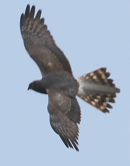 Albanella pallida  - Vito Giovanni Santantonio