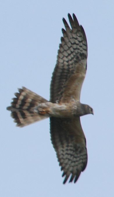 Albanella pallida  - Vito Giovanni Santantonio