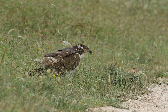 Falco pecchiaiolo  - Vito Giovanni Santantonio