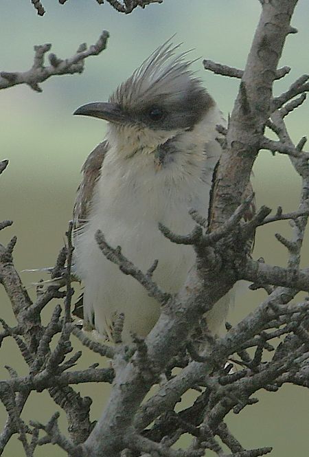 Häherkuckuck  - Vito Giovanni Santantonio