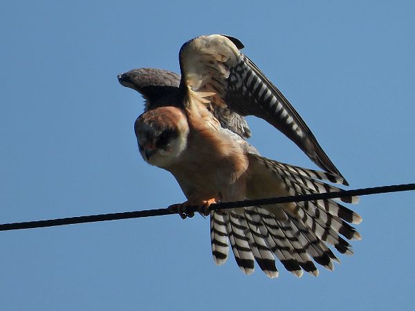 Falco cuculo  - Giovanni Boano