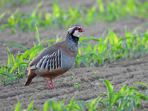 Red-legged Partridge  - Giovanni Boano