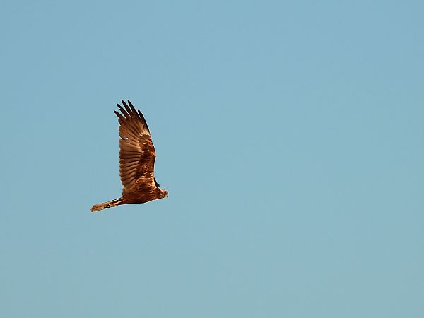 Falco di palude  - Giovanni Boano