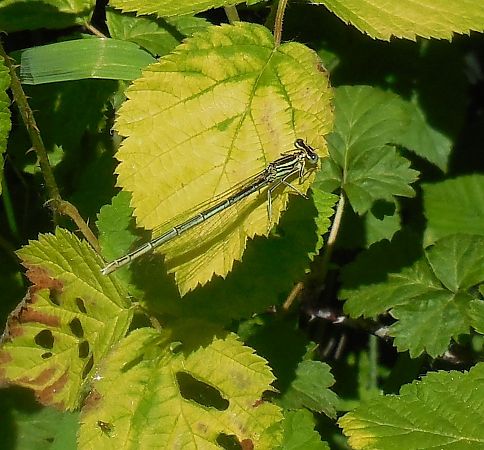 Platycnemis pennipes  - Elvire Laurens