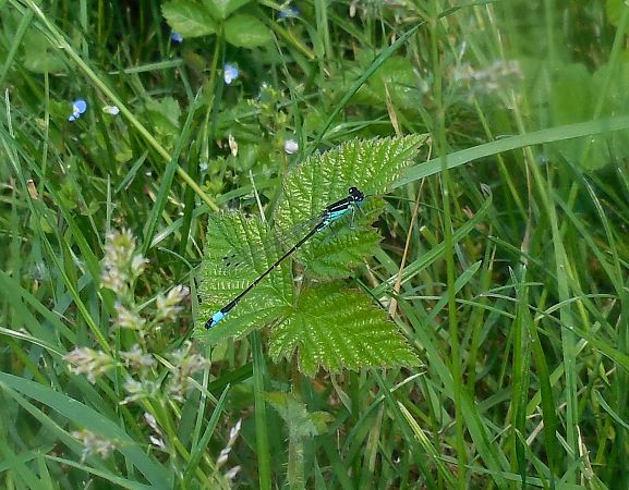 Ischnura elegans  - Elvire Laurens