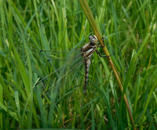 Orthetrum albistylum  - Elvire Laurens