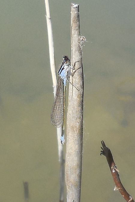 Ischnura elegans  - Elvire Laurens