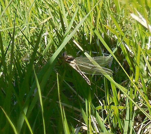 White-tailed Skimmer  - Elvire Laurens