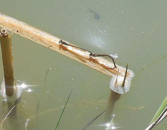Sympecma fusca  - Elvire Laurens