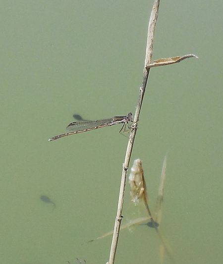 Sympecma fusca  - Elvire Laurens