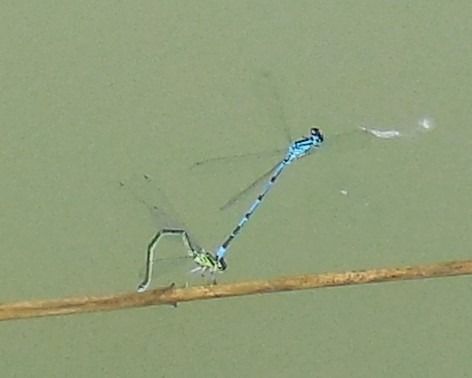 Azure Bluet  - Elvire Laurens
