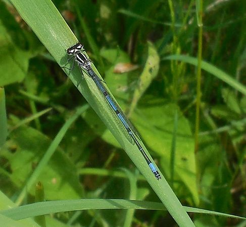 Coenagrion puella  - Elvire Laurens