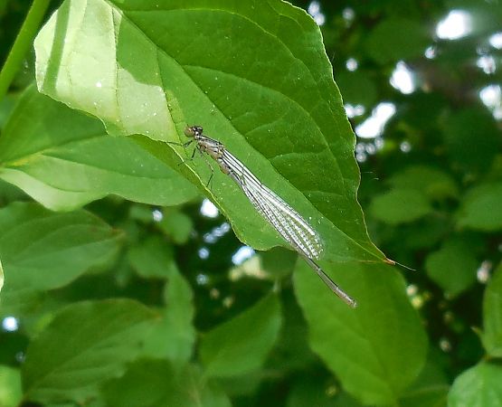 Coenagrion puella  - Elvire Laurens