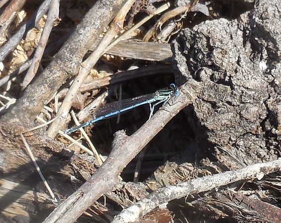 Platycnemis pennipes  - Elvire Laurens