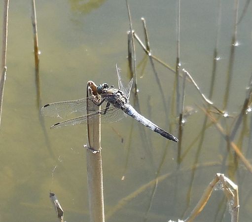 Orthetrum cancellatum  - Elvire Laurens